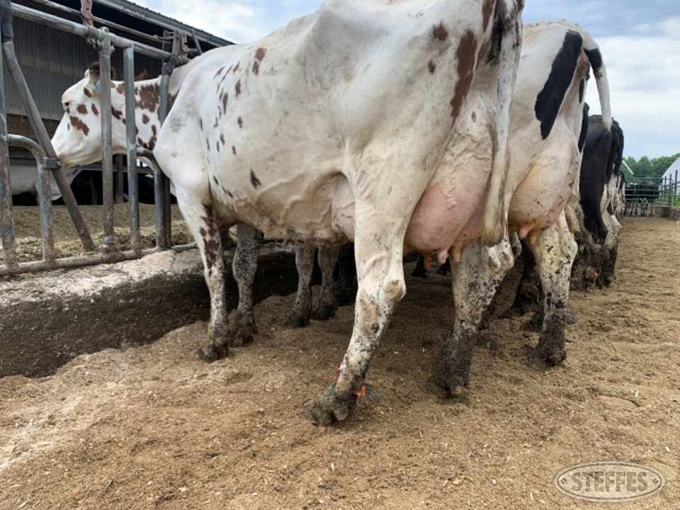 (36) Milking Holstein Dairy Cows